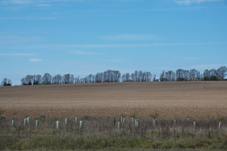 A dry field of grass beneath a blue sky with a few clouds and trees on a hill