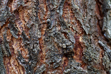 A closeup shot of tree bark with beautiful natural patterns for an abstract backgroundの写真素材