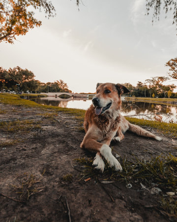 A cute brown happy dog sitting by the river at sunsetwith adorable crossed paws and stuck-out tongue