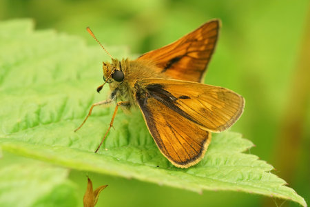 A closeup of large skipper (Ochlodes sylvanus) butterfly with open wings on a green leafの写真素材