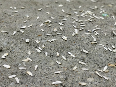 A high angle shot of sunflower seeds scattered on the groundの写真素材