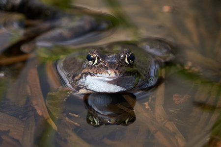 A closeup macro shot of a frog in the lake