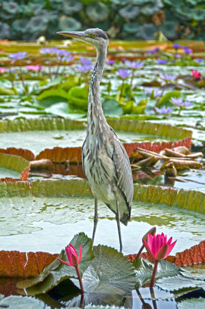 Grey heron standing stretched out on the leaf of a Victoria amazonica looking for foodの写真素材