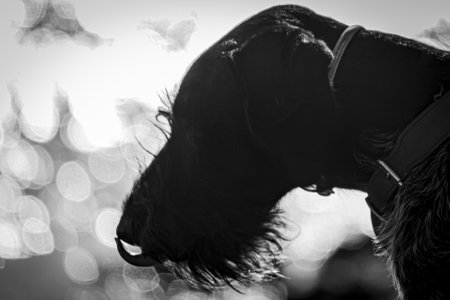 A Young German Wirehaired Pointer (Deutsch Drahthaar) beeing unsure/insecure with tongue touching nose silhouette/black and white;の写真素材