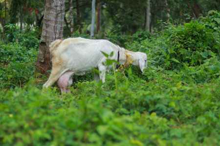 A cute little baby goat grazing in a green meadowの写真素材