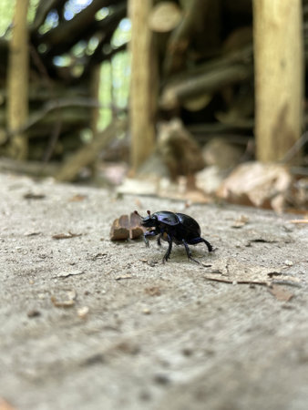A closeup shot of a black beetle on the groundの写真素材