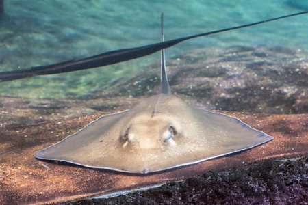 A batoids fish shot underwater on the ground surface.