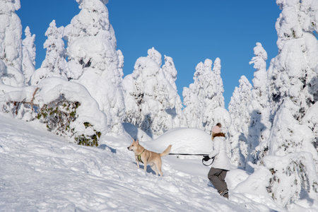 A young woman with her dog walking in a snowy forest in Koli National Park in Finland