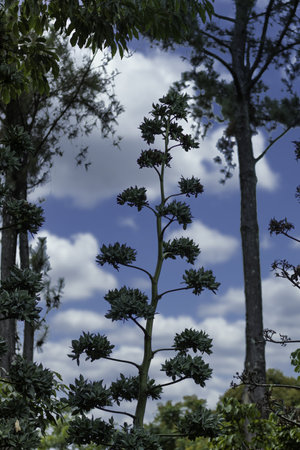 A vertical shot of green trees outdoors on a beautiful dayの写真素材