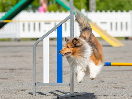 Shetland Sheepdog jumping over an agility hurdle on dog agility courseの写真素材