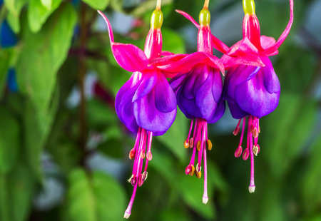 A closeup shot of beautiful purple fuchsia flowers in a gardの写真素材