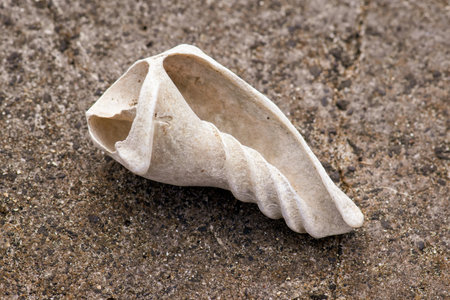 A closeup shot of a white seashell on a stony surface