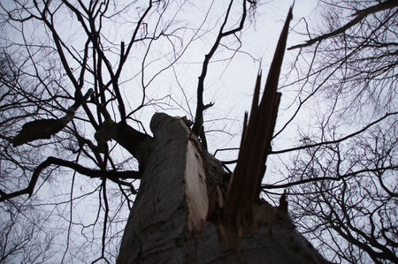 a low angle shot a dry leafless tree with broken barkの写真素材