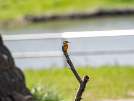 A closeup shot of common kingfisher perched on a tree branchの写真素材
