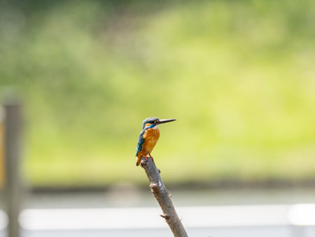 A closeup shot of common kingfisher perched on a tree branchの写真素材