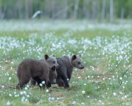 Three bear cubs walking in the middle of the cotton grass in a Finnish bogの写真素材