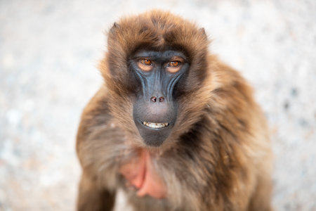 A portrait of a cute brown monkey