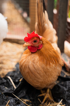 A closeup view of a chicken with other chickens in the farmの写真素材