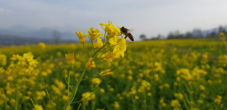 A selective focus shot of a yellow flower with a bee sitting on it with a flower field and a hill in the backgroundの写真素材