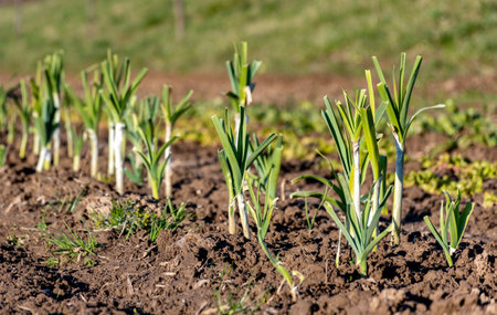 Home grown organic vegetables growing in field. Garden, soil, green, spring, springtime.の写真素材