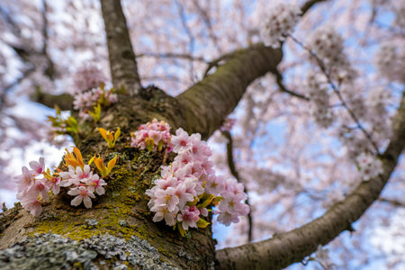 Beautiful white cherry blossom flowers on a blooming tree