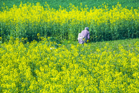 A man working in a rapeseed field in the countryside near Lahore, Pakistanの写真素材