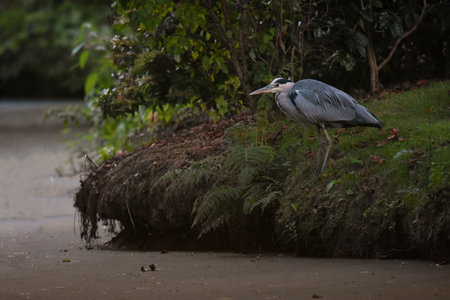 A closeup shot of a Great Blue Heron walking in a grassの写真素材