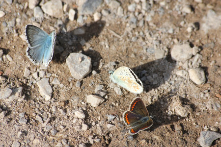 A shallow focus of two butterflies on the groundの写真素材