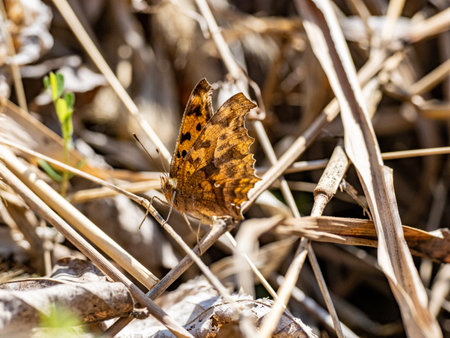 A selective focus shot of an Asian comma butterflyの写真素材