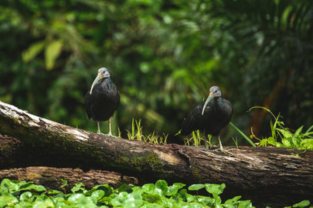 A selective focus shot of glossy ibis birds perched on a log