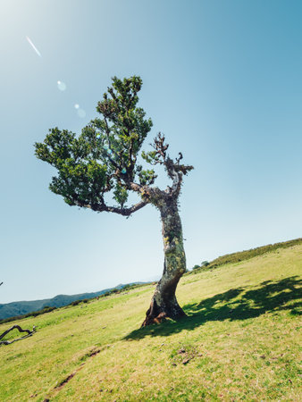 An old tilt tree at the slope of a grassy mountain under a blue cloudless skyの写真素材