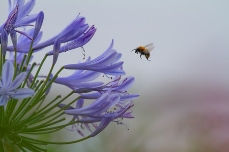Close-up of a bee flying to blossoms of blue Agapanthus for harvesting pollen