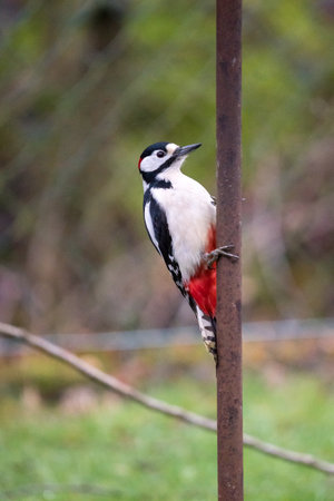 A vertical shot of a spotted woodpecker perched on a tubeの写真素材