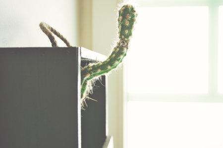 Funny curved cactus growing out of his tiny wall cupboard. Copy space and faded look with selective focus. Window with sunlight in background.の写真素材