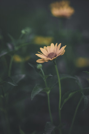 A vertical shot of a blooming yellow flowerの写真素材