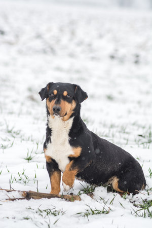 A vertical shot of a small cute puppy on a snowy fieldの写真素材