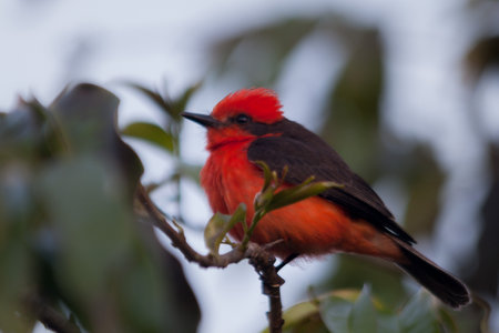 A selective focus of the beautiful Scarlet flycatcher perching on the tree branchの写真素材