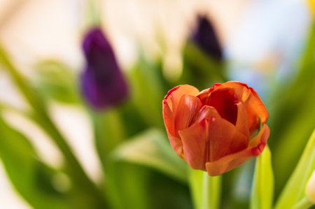 A selective focus shot of blooming orange Tulip with blurry purple tulip on the backgroundの写真素材