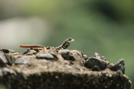 A selective focus shot of a lizard on a rockの写真素材