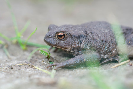 A closeup photo of a female European common toad, Bufo bufo in the gardenの写真素材