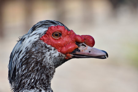 portrait of funny looking Muscovy duck (Cairina moschata)の写真素材