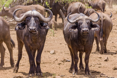 A herd of African buffalos in natureの写真素材