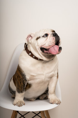 A closeup portrait of a cute bulldog sitting on a chairの写真素材