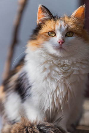 A portrait of a cute fluffy calico cat sitting still under the sunlight looking at the cameraの写真素材