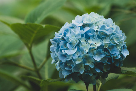 A closeup of a gorgeous blue bouquet of flowers surrounded by big dark green leaves in a forestの写真素材