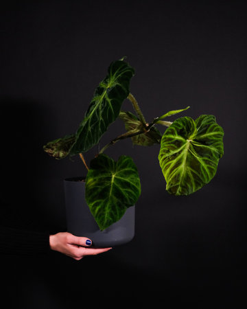 A closeup shot of a beautiful houseplant (Philodendron melanochrysum) in a gray potの写真素材