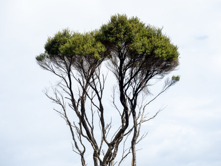 View of manuka tree branches with cloudy sky in backgroundの写真素材