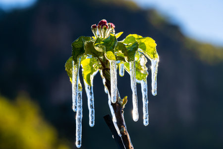 A closeup shot of frost irrigation on apple trees in South Tyrol, Italy