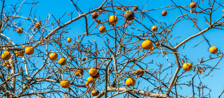 A lemon tree without leaves under blue sk