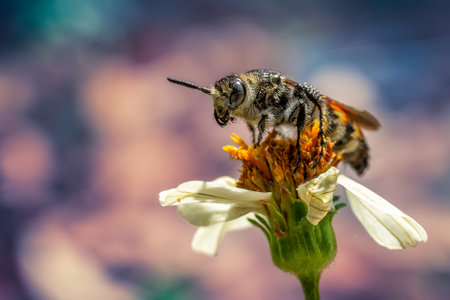 A closeup shot of a bee collecting pollen from a flower in a garden